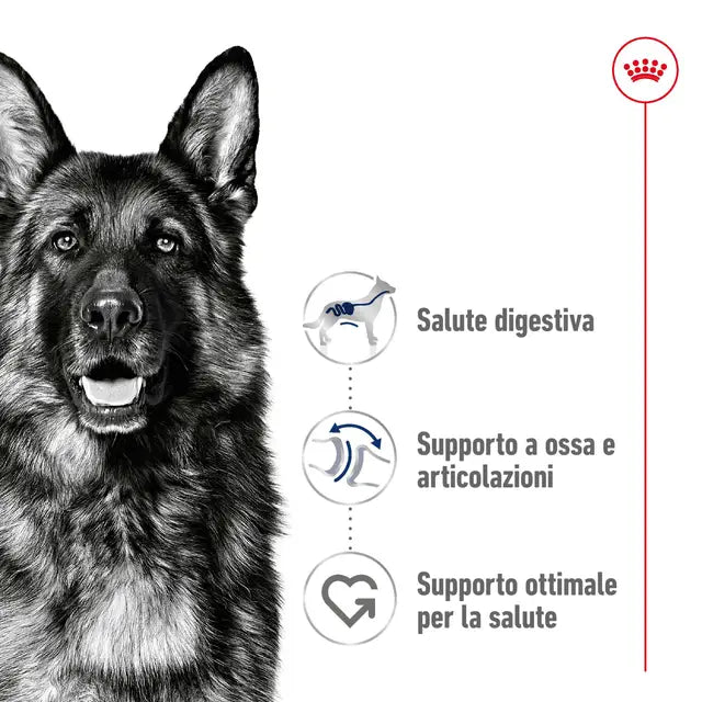 Royal Canin Maxi 12 Kg | Cibo Secco per Cani di Taglia Grande | 2x -10€