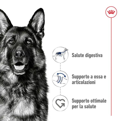 Royal Canin Maxi 12 Kg | Cibo Secco per Cani di Taglia Grande | 2x -10€
