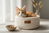 Cucciolo di gatto